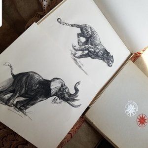 boxed Vintage Signed animal Drawings in Excellent Condition 12"×10.5"